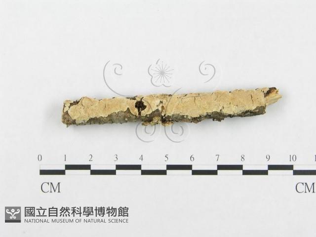 登錄號:F0001045藏品圖，第1張