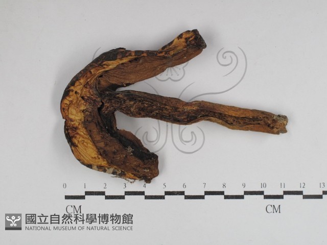 登錄號:F0031045藏品圖，第1張