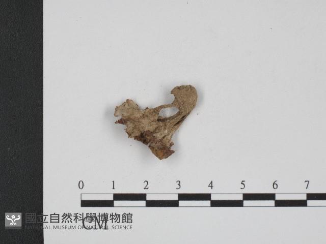 登錄號:F0004045藏品圖，第3張