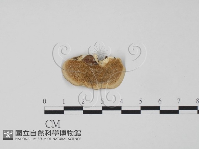 登錄號:F0014045藏品圖，第1張