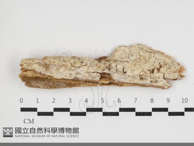 登錄號:F0034045藏品圖，第1張