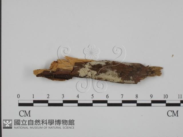 登錄號:F0022045藏品圖，第1張
