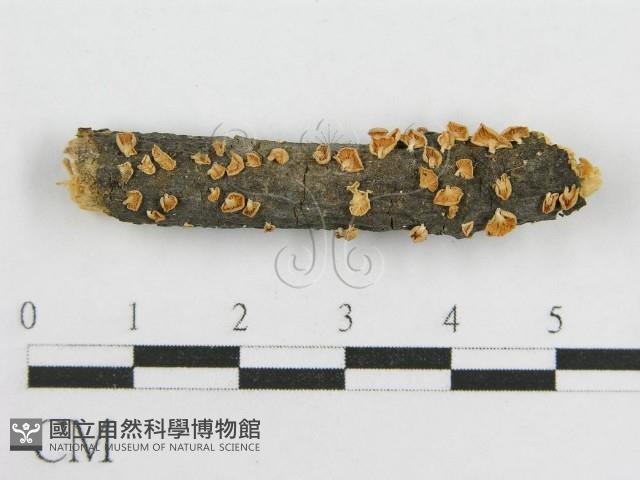 微皮傘屬藏品圖，第1張