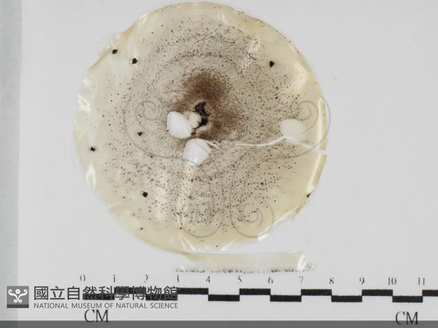 登錄號:F0032045藏品圖，第1張