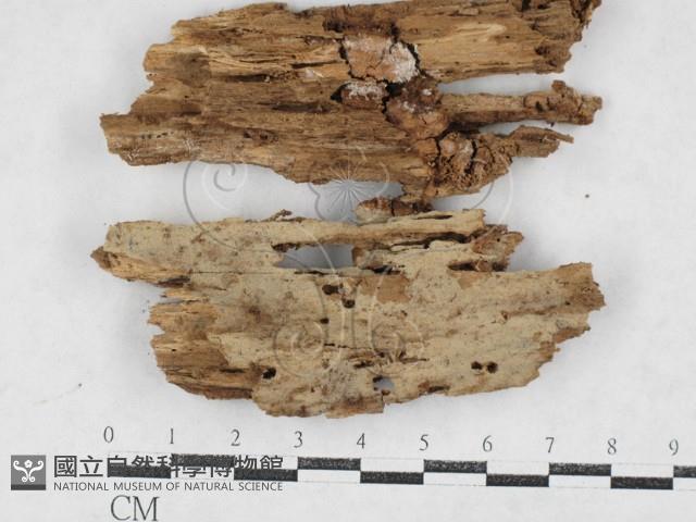 登錄號:F0027045藏品圖，第1張