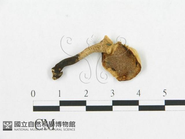 登錄號:F0007045藏品圖，第1張