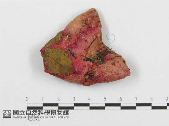 紅菇屬藏品圖，第1張
