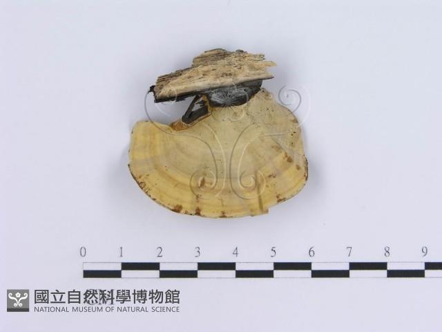 蠔韌革菌藏品圖，第1張