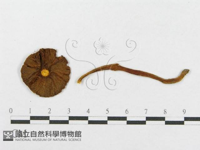 登錄號:F0003045藏品圖，第1張