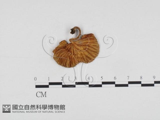登錄號:F0013045藏品圖，第1張