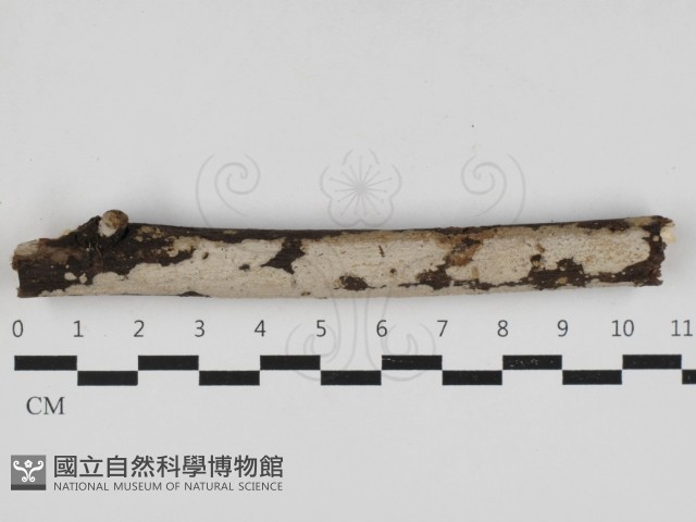 刺皮菌屬藏品圖，第1張
