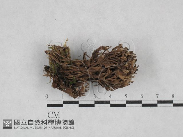 登錄號:F0028345藏品圖，第1張