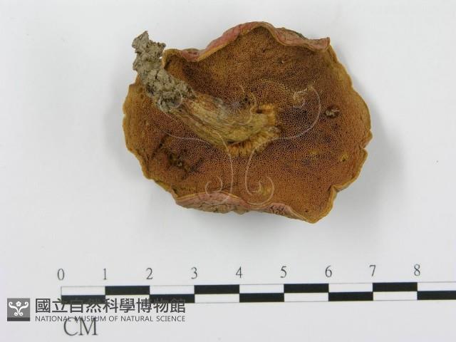 登錄號:F0008345藏品圖，第1張