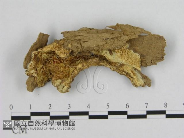 銳孔菌屬藏品圖，第1張