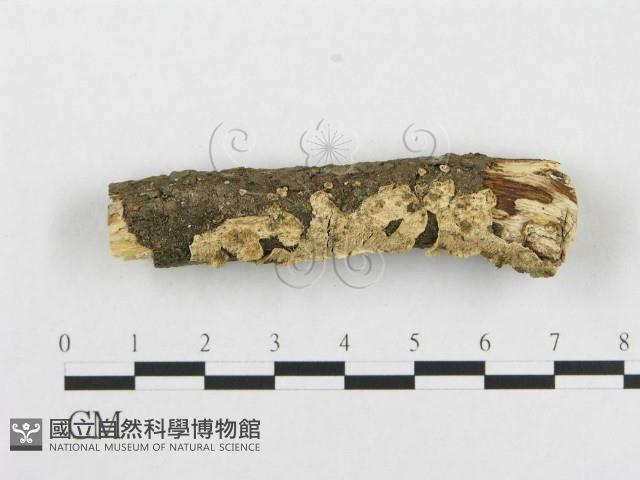 登錄號:F0000345藏品圖，第1張