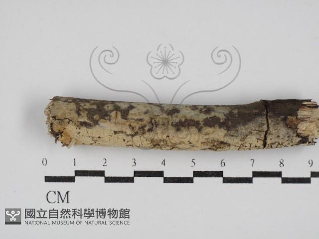 登錄號:F0030345藏品圖，第1張