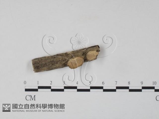 雲芝藏品圖，第1張