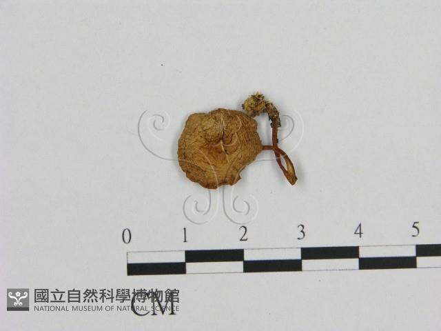 小菇屬藏品圖，第1張