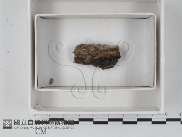 登錄號:F0021345藏品圖，第1張