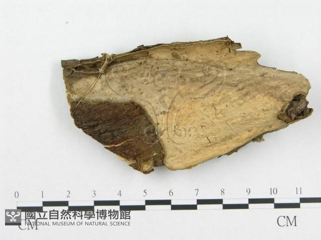 登錄號:F0011345藏品圖，第1張