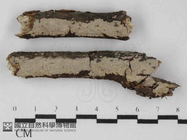 筍殼菌屬藏品圖，第1張