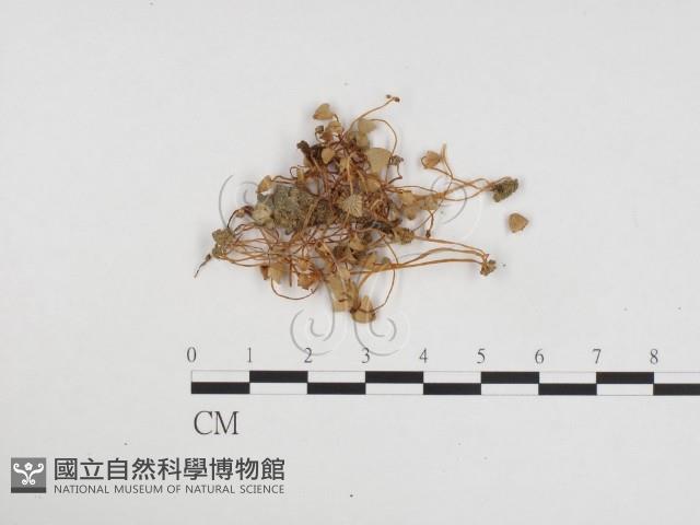 登錄號:F0024345藏品圖，第1張