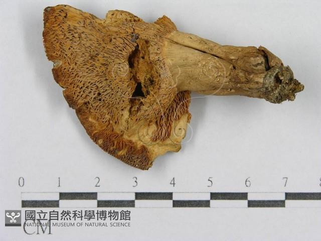 登錄號:F0004345藏品圖，第1張