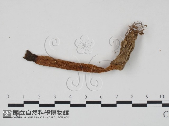 登錄號:F0014345藏品圖，第1張