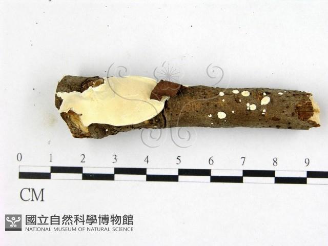 登錄號:F0022345藏品圖，第1張