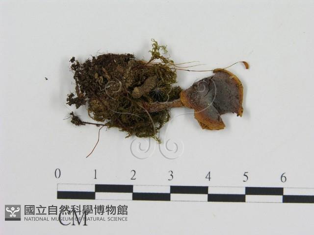 登錄號:F0002345藏品圖，第1張