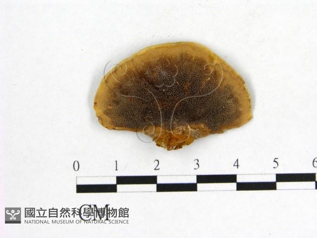 登錄號:F0012345藏品圖，第1張