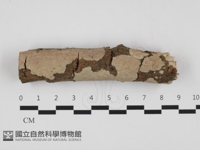 刺皮菌屬藏品圖，第1張