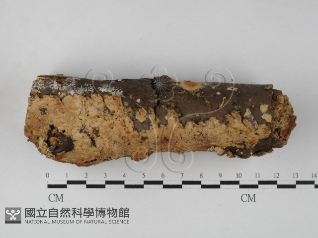 登錄號:F0027345藏品圖，第1張