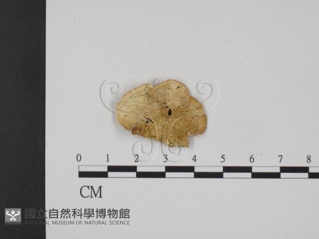 登錄號:F0007345藏品圖，第1張