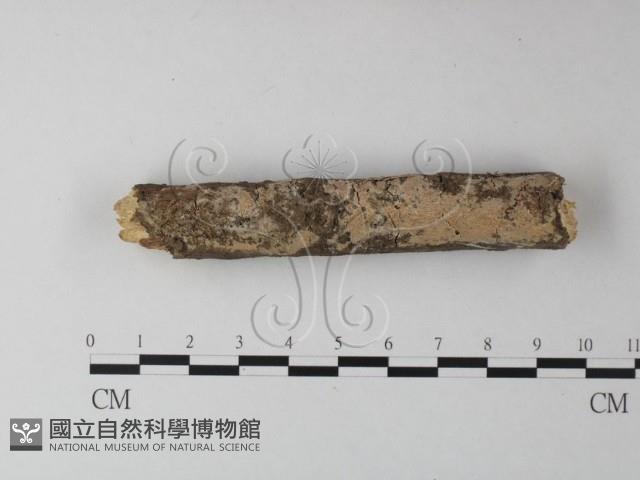 射脈菌屬藏品圖，第1張