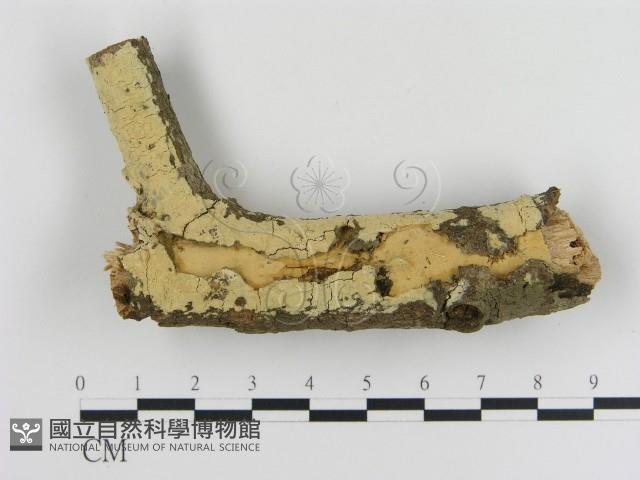 登錄號:F0005345藏品圖，第1張