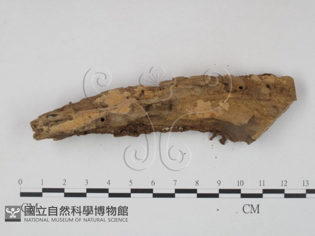登錄號:F0009345藏品圖，第1張