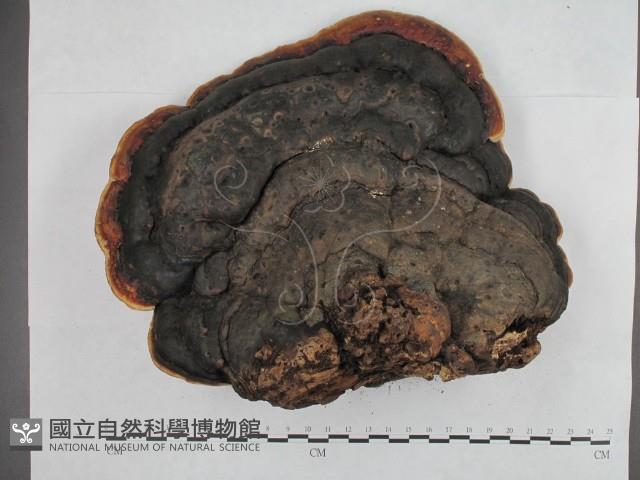 松生擬層孔菌藏品圖，第1張