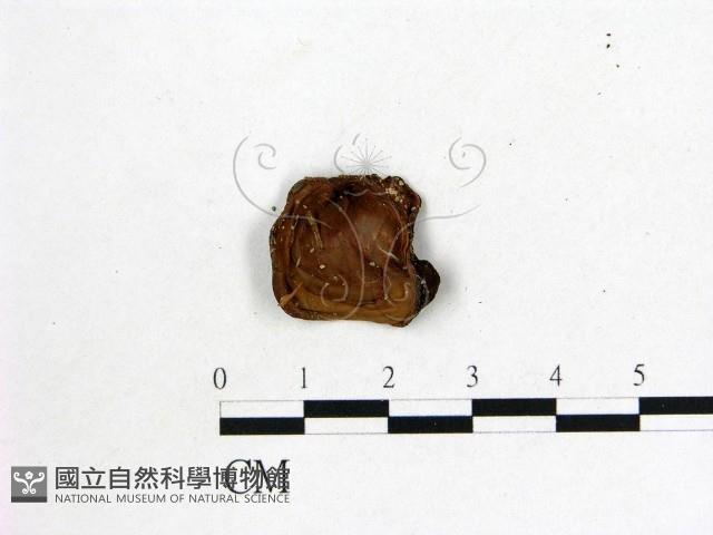 登錄號:F0003345藏品圖，第3張