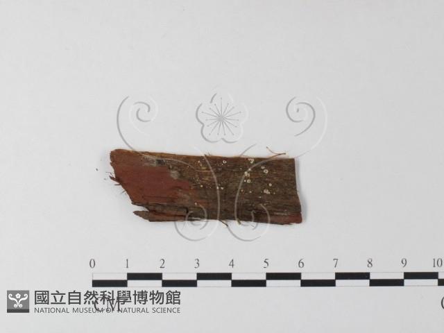 登錄號:F0013345藏品圖，第1張