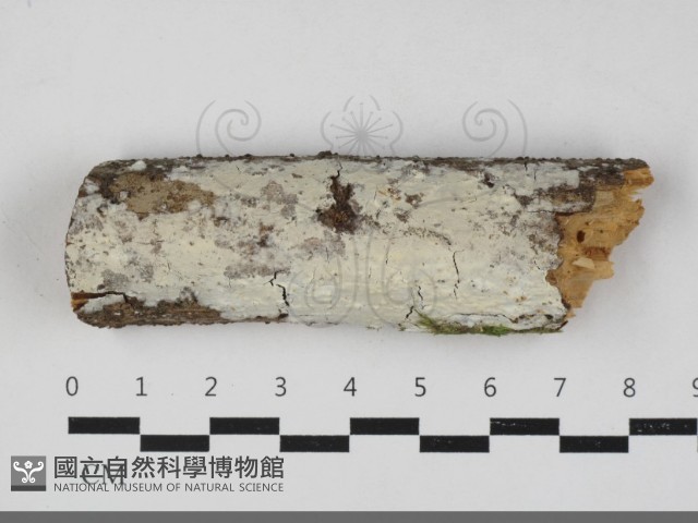 登錄號:F0033345藏品圖，第1張