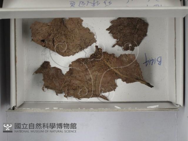 登錄號:F0018235藏品圖，第1張