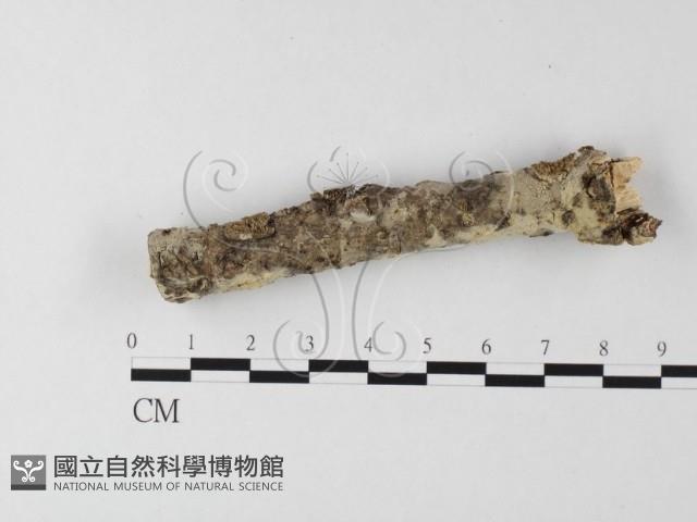 登錄號:F0010235藏品圖，第1張
