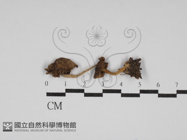 雞油菌屬藏品圖，第1張