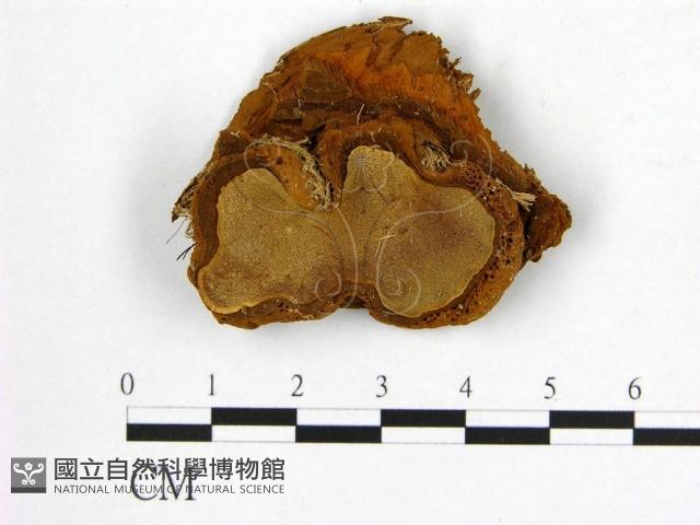 登錄號:F0006235藏品圖，第1張