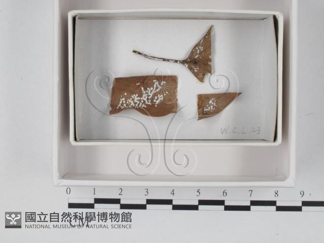 登錄號:F0021235藏品圖，第1張