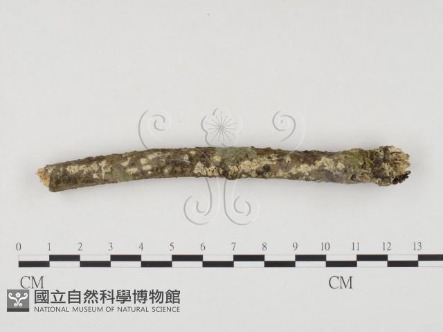 冇骨消絲齒菌藏品圖，第3張