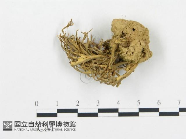 登錄號:F0011235藏品圖，第1張