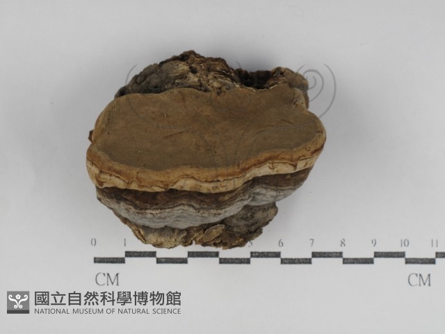 登錄號:F0031235藏品圖，第1張