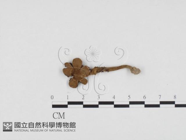 登錄號:F0024235藏品圖，第1張